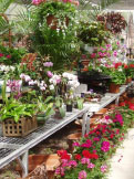 Houseplant Greenhouse